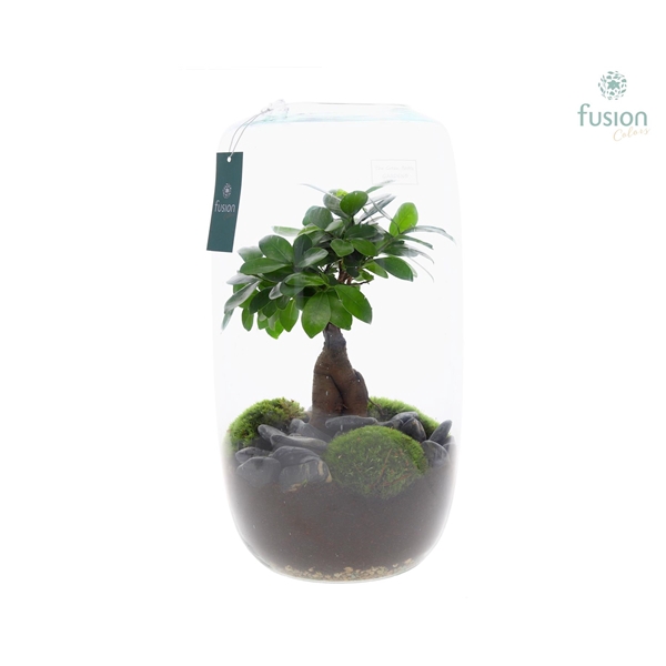 Green Bottle Isabella XXLarge met Ficus Ginseng