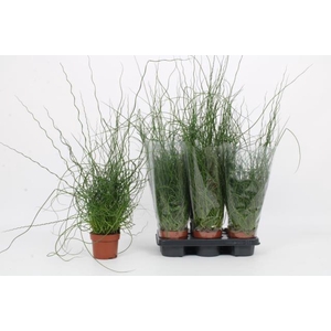 JUNCUS EF LIEBESLOCK