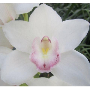 CYMB T KILIMANJARO x10.