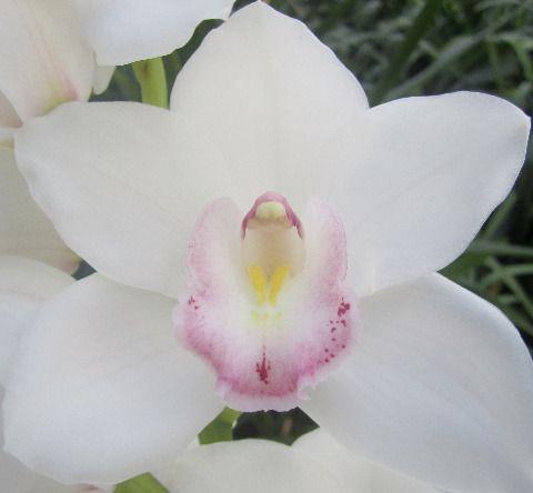 <h4>CYMB T KILIMANJARO x10.</h4>