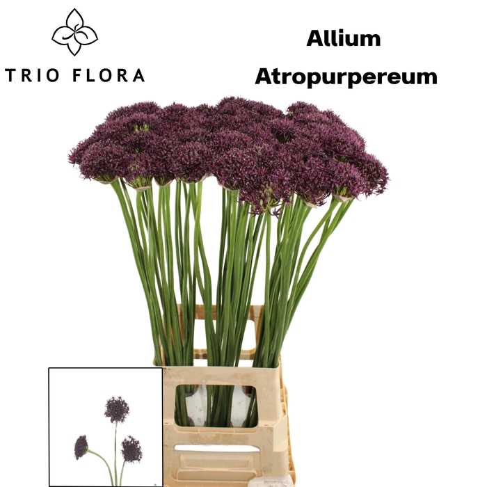 <h4>ALLIUM ATROPURPUREUM 995</h4>