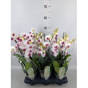 Phalaenopsis multi. 'FC Safe Haven'