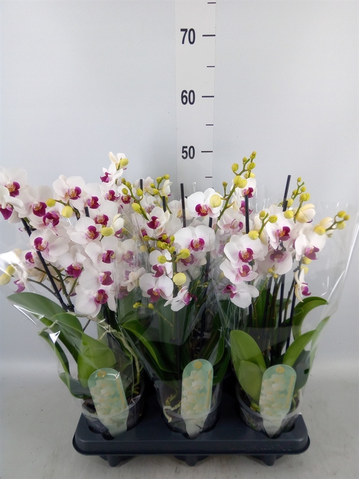 <h4>Phalaenopsis multi. 'FC Safe Haven'</h4>