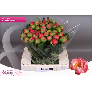 PAEONIA HYBR. 'CORAL CHARM' PAEONIA