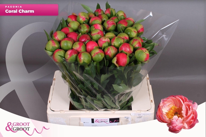 <h4>PAEONIA HYBR. 'CORAL CHARM' PAEONIA</h4>