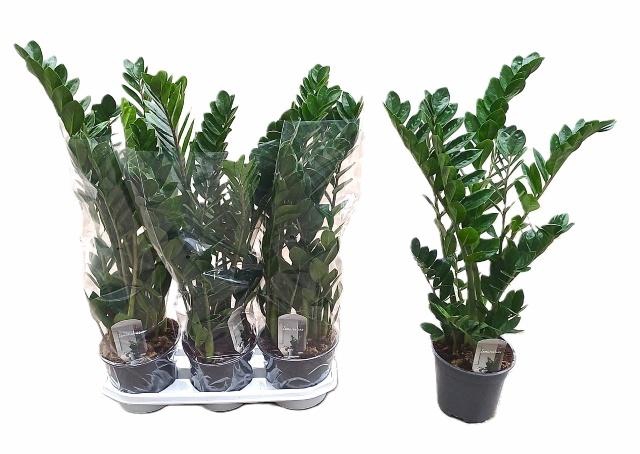 <h4>ZAMIO ZAMIIFOLIA</h4>