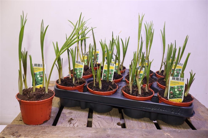 <h4>arr8 Frit Meleagris</h4>