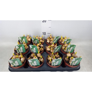 Muscari  'Magic White'