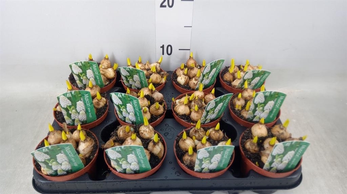 <h4>Muscari  'Magic White'</h4>