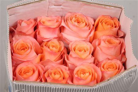 <h4>R Gr Coral Reef Ec</h4>