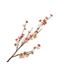 Prunus Cherry Blossom Cerise