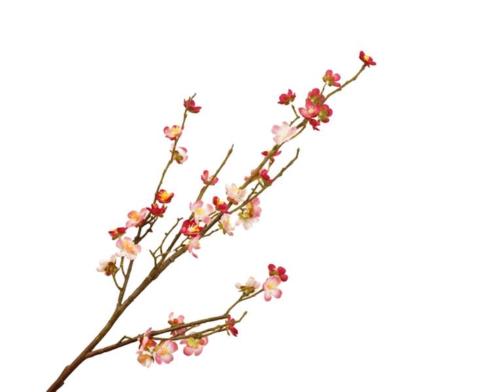 Prunus Cherry Blossom Cerise