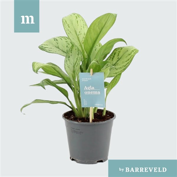 <h4>Green Agla 'Maria Christina' (Aglaonema)</h4>