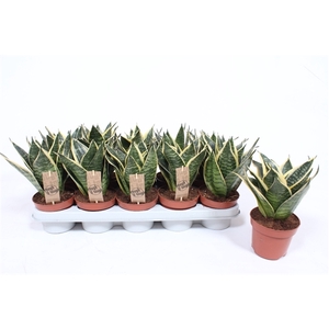 Sansevieria Golden Edge Hahnii