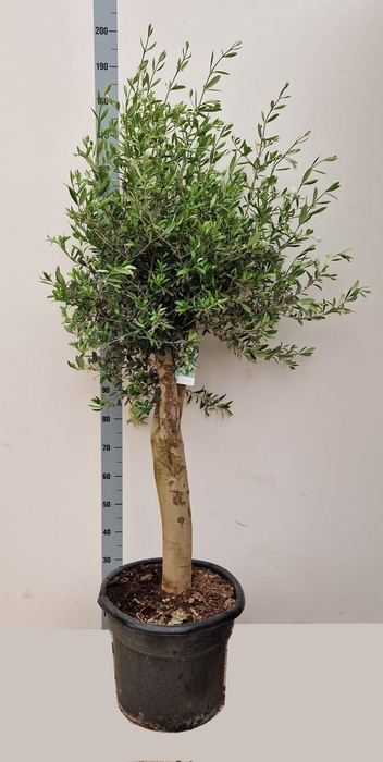 OLEA EUROPAEA