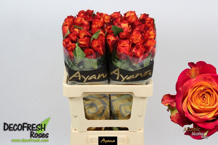 <h4>R Gr Atomic</h4>