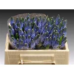 Muscari Carola