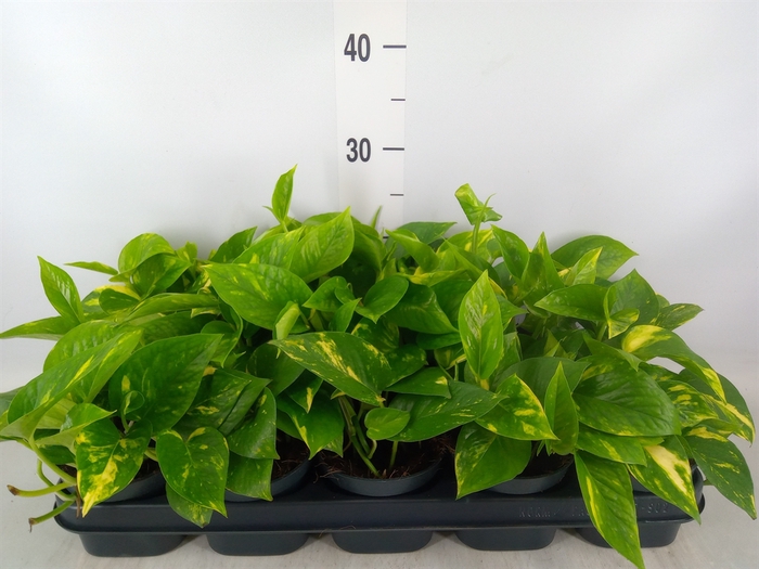 <h4>Epipremnum pinn. 'Aureum'</h4>