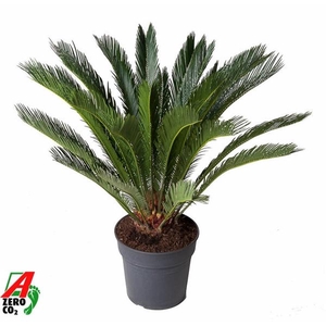 Cycas revoluta