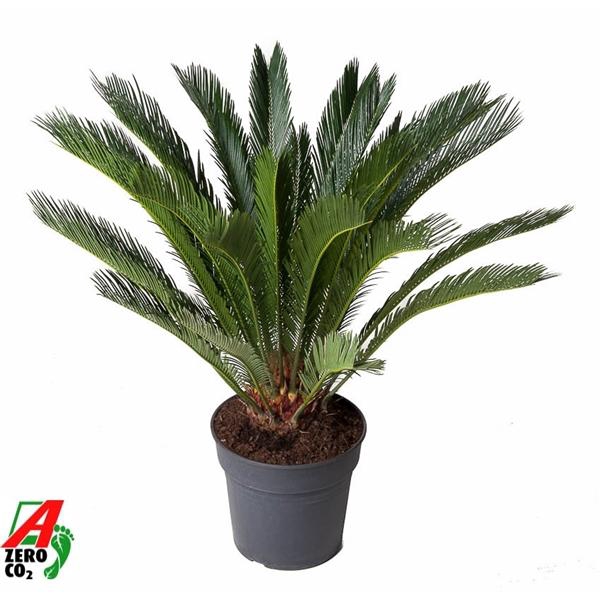 <h4>Cycas revoluta</h4>