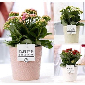 Kalanchoe mix in P&PURE Juliette ceramics ass. 3