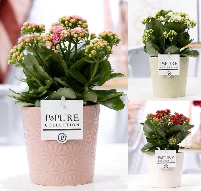<h4>Kalanchoe mix in P&PURE Juliette ceramics ass. 3</h4>