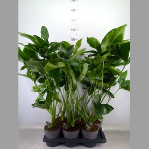 Philodendron  'Fun Bun'