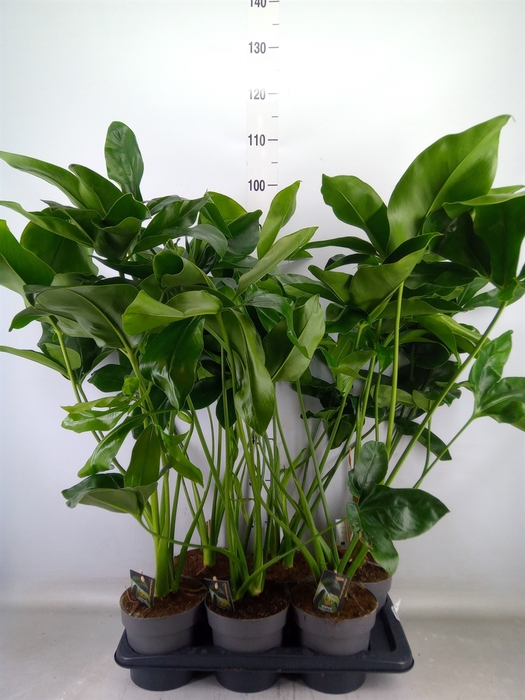 <h4>Philodendron  'Fun Bun'</h4>