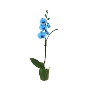 Phal I Am Blue 1T9+