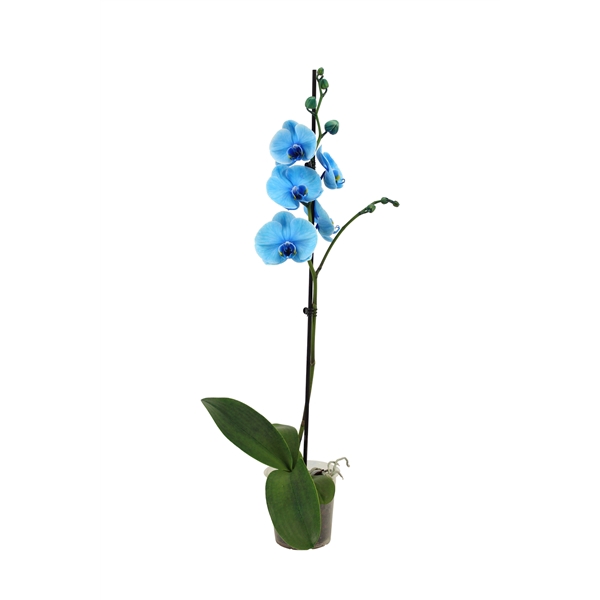 <h4>Phal I Am Blue 1T9+</h4>