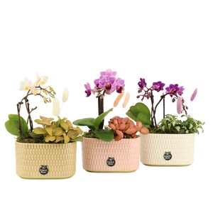 21975: Contradiction arrangement