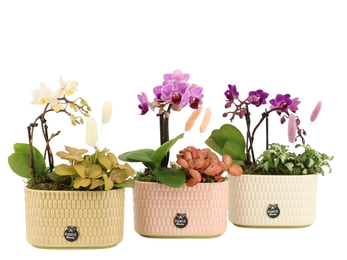 <h4>21975: Contradiction arrangement</h4>