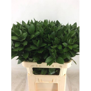 RUSCUS HYPOPHYLLUM
