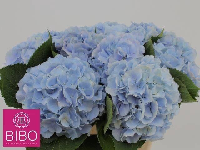 <h4>HYDR M CH VERENA BL</h4>