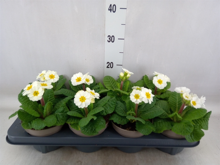 <h4>Primula elat.</h4>