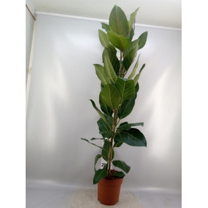 Ficus benghalensis 'Joy'