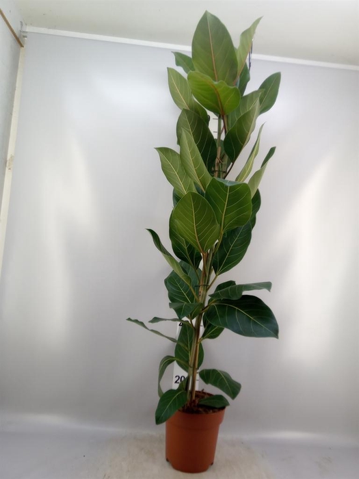 <h4>Ficus benghalensis 'Joy'</h4>