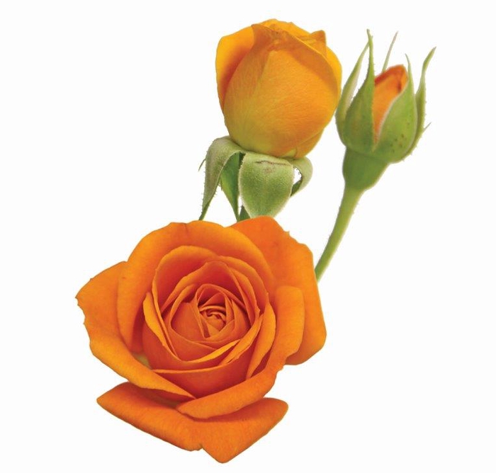 <h4>ROSA SPRAY BABE 050 CM</h4>