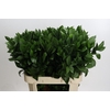Ruscus Hypophyllum