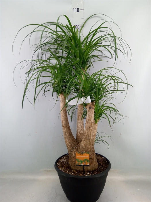 <h4>Beaucarnea recurvata</h4>