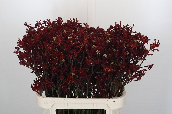 <h4>Kangaroo Paw Bush Ruby</h4>