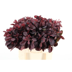 COTI C ROYAL PURPLE