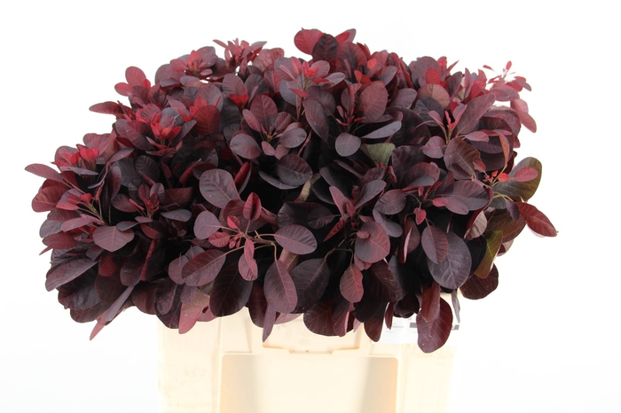 <h4>COTI C ROYAL PURPLE</h4>