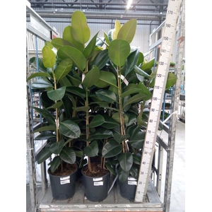 Ficus elastica 'Robusta'