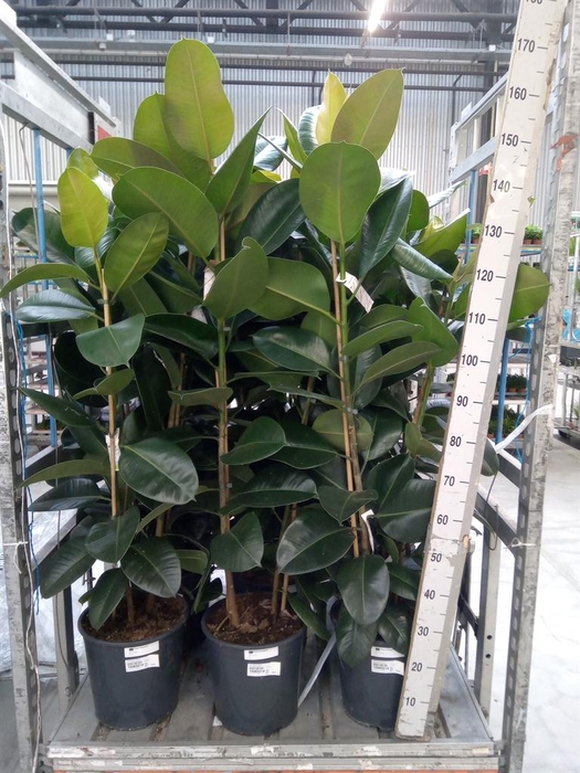 <h4>Ficus elastica 'Robusta'</h4>