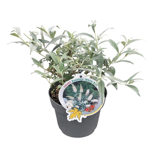 <h4>Buddleja dav. 'White Ball' P19</h4>
