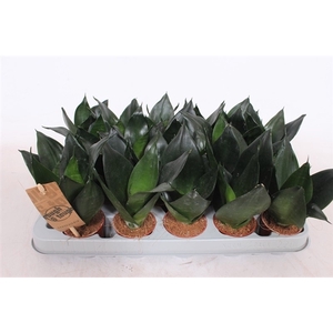 Sansevieria Hahnii Black