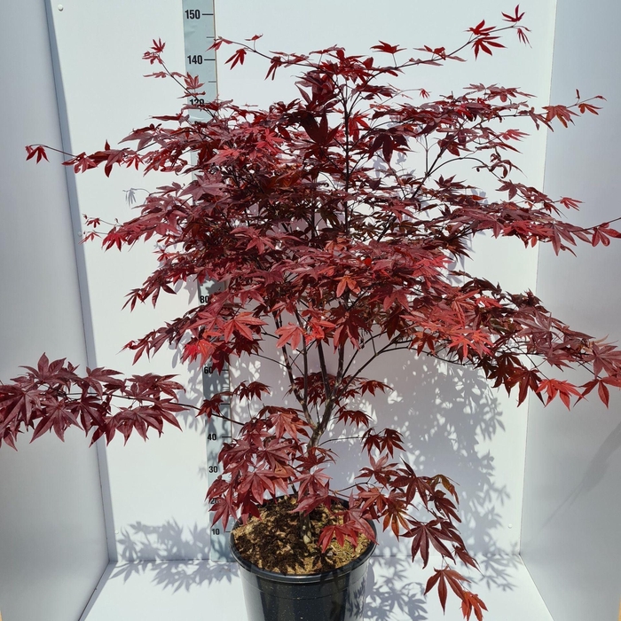 Acer palmatum Red Emperor