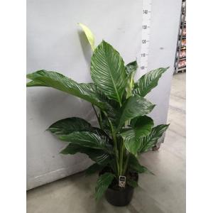 Spathiphyllum   ...