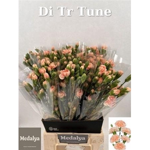 Di Tr Tune